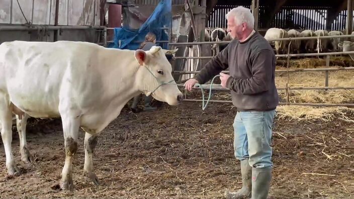 Roquetoire : les vaches Bleues du Nord de Denis Darque
