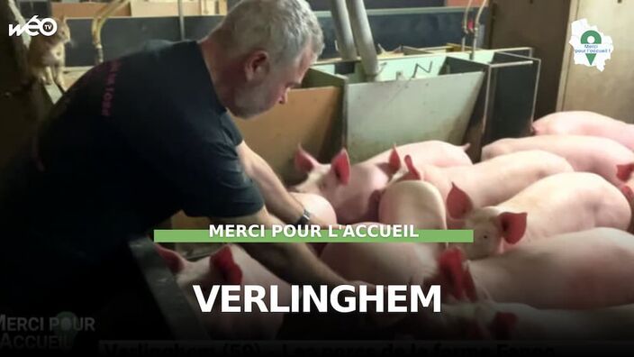 Verlinghem (59) - Les porcs de la ferme Fagoo