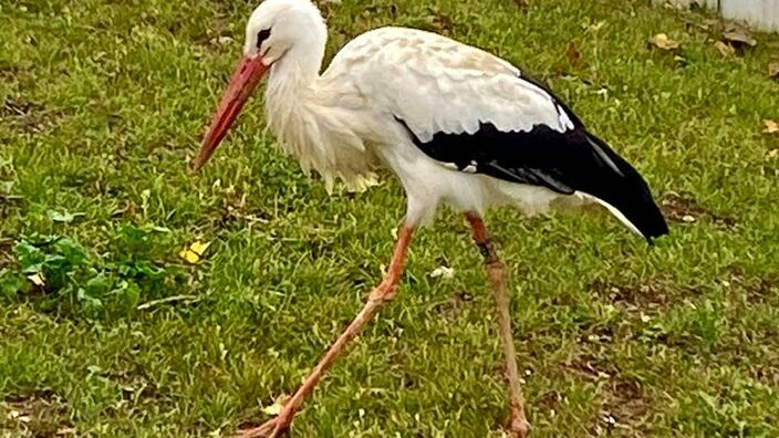 Amiens : la cigogne retrouvée sur le parking d'un supermarché relâchée dans le parc du Marquenterre