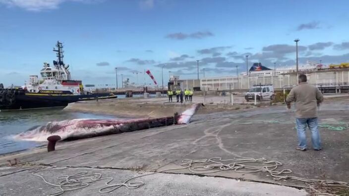 Une baleine de presque 20 mètres s'est échouée dans le port de Calais