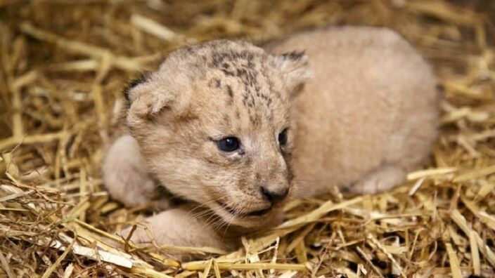 Le lionceau de Pairi Daiza est mort