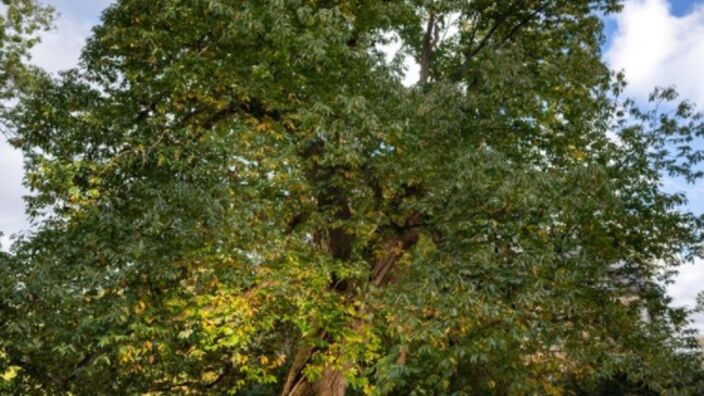 Le plus bel arbre de France se trouve peut-être dans la région