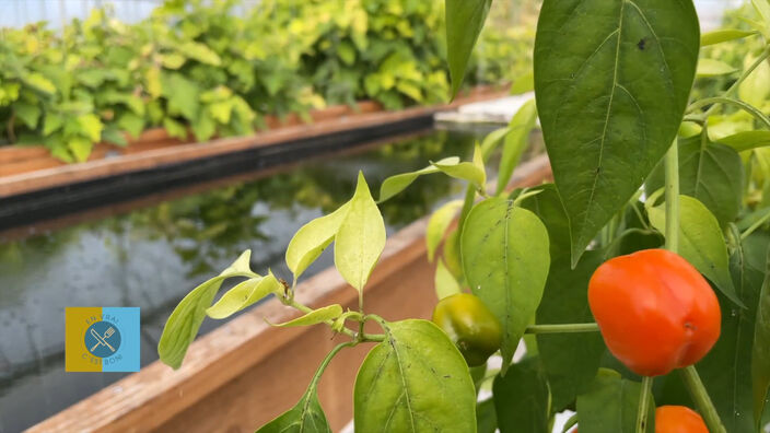 Des légumes très frais et du poisson frais, En vrai, c'est bon !