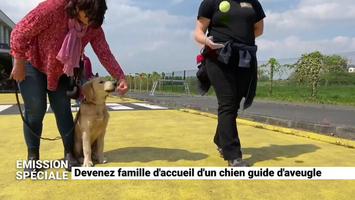 Devenez famille d'accueil d'un chien guide d'aveugle