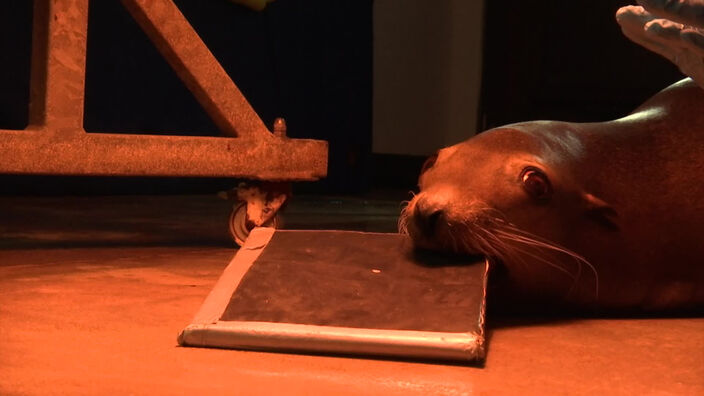 Nausicaá : dans le quotidien des lions de mer. 