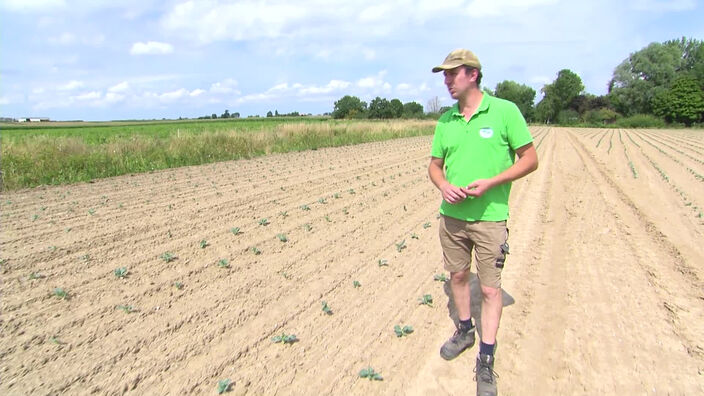 La sécheresse contraint les agriculteurs du bassin de l'Yser