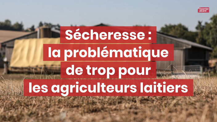 Sécheresse : la problématique de trop pour les agriculteurs laitiers