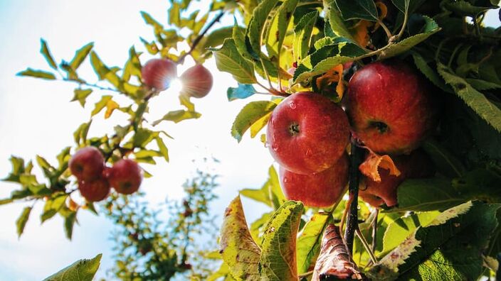 La fête de la pomme et du cidre 2022 à Boué en Thiérache