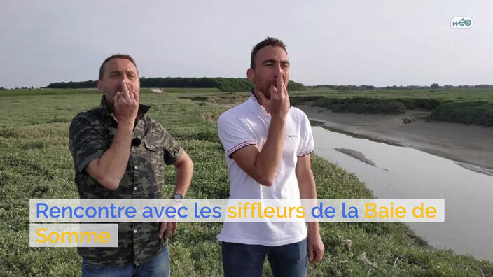 Rencontre avec les siffleurs de la Baie de Somme