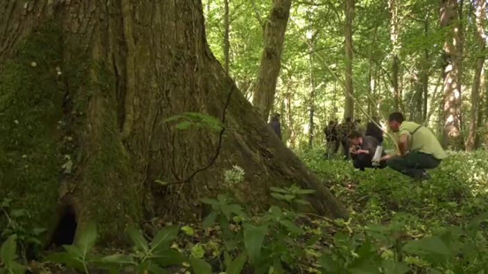Oise : Au secours de l'Orme Lisse
