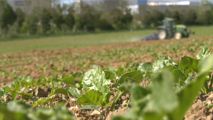 Sécheresse : Les terres agricoles en souffrance