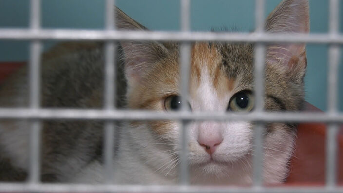 SPA : Le refuge de Poulainville au bord de la saturation