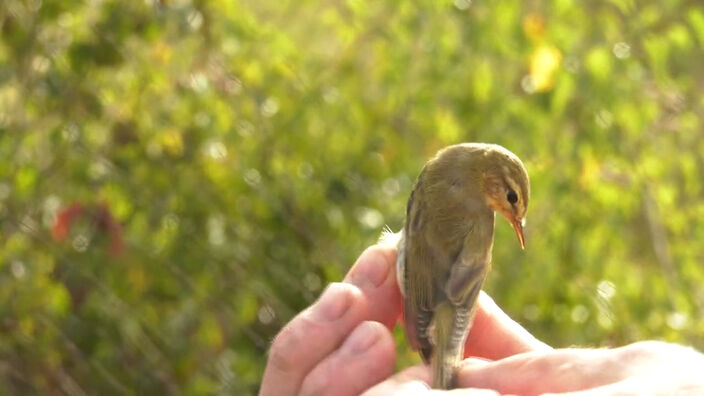 Les Marais de Sacy : habitat naturel des oiseaux migrateurs