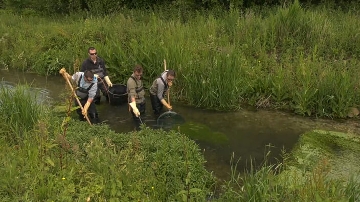 Somme : La pêche électrique pour étudier la faune aquatique