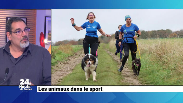 Les animaux dans le sport