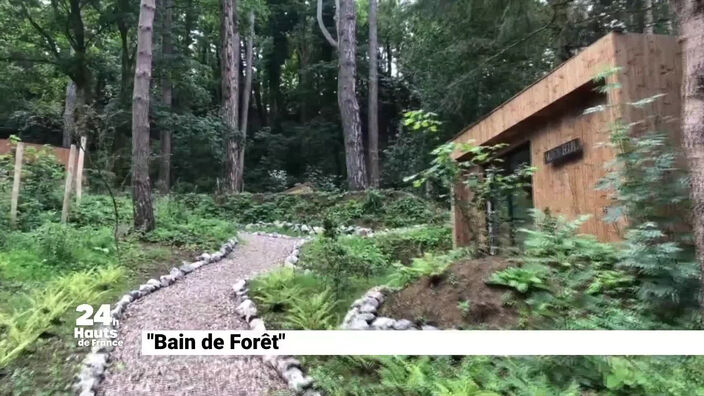Bain de forêt, un lieu insolite pour se re ressourcer en forêt