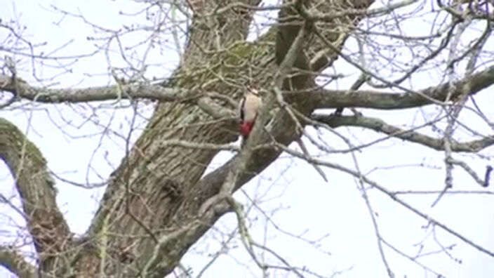 Le Bois de Cise sous le chant des oiseaux