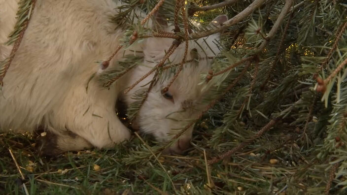 Environnement : Recycler son sapin de Noël grâce aux chèvres et aux paillages