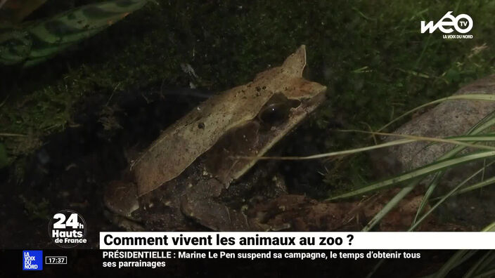 Comment vivent les animaux au zoo ?