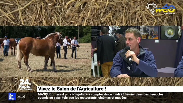 Le Comtois, star des chevaux au Salon de l’Agriculture