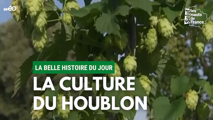 La belle histoire du jour : La culture du Houblon