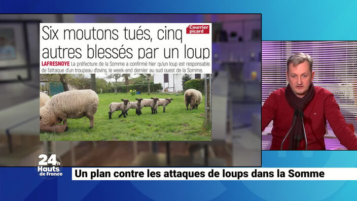 Un plan contre les attaques de loup dans la Somme