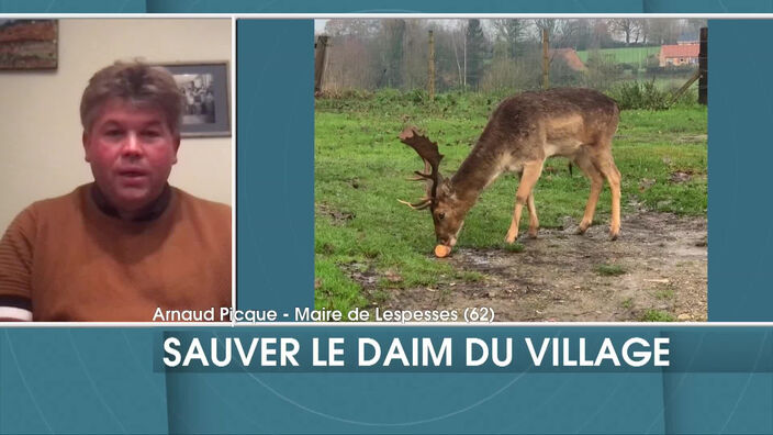 Sauvons le daim du village !