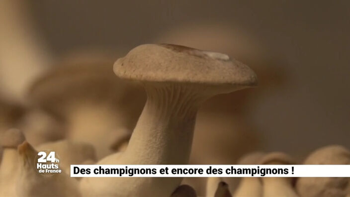 On vous donne notre coin à champignons !