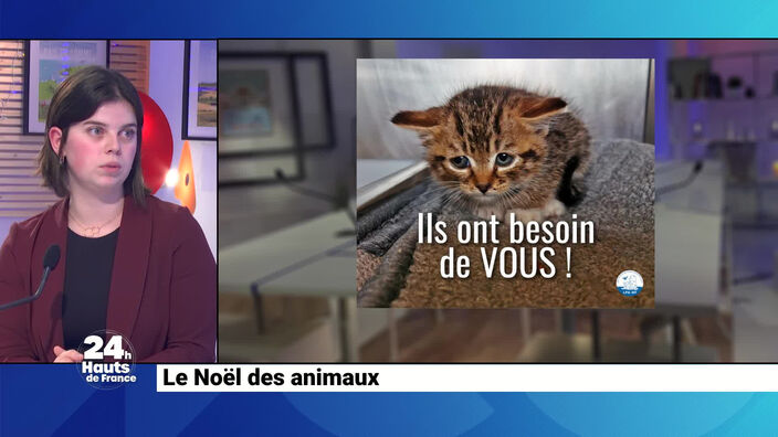 Un animal comme cadeau de Noël ?