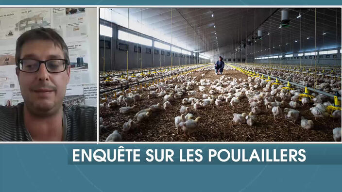 Une enquête sur les élevages de poulets du littoral et de l'Audomarois
