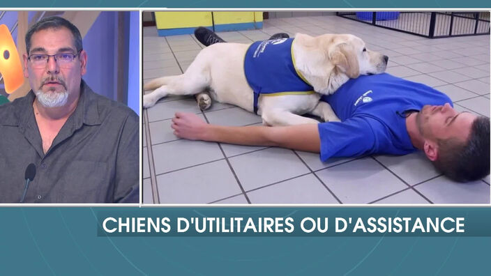 Les chiens d’utilitaires ou d’assistance