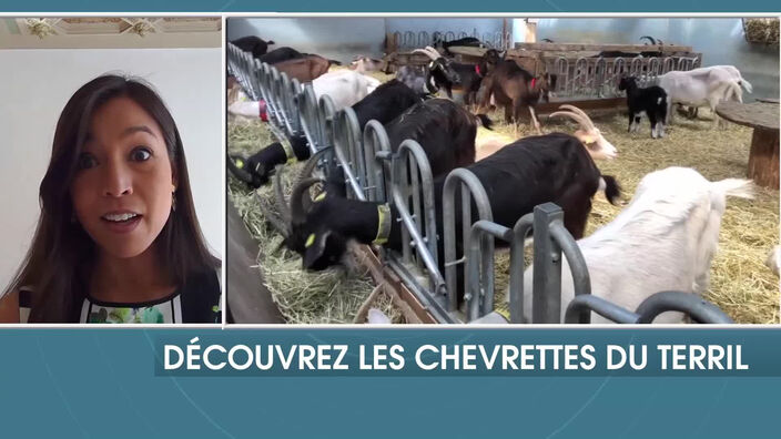 Découvrez les chevrettes du terril