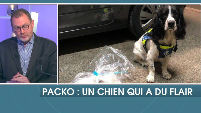 Packo, un chien qui a du flair