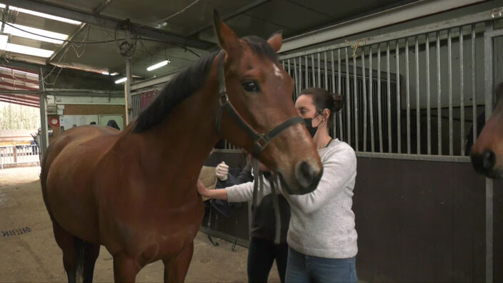 Rhinopneumonie équine : Les centres équestres confinent leurs chevaux