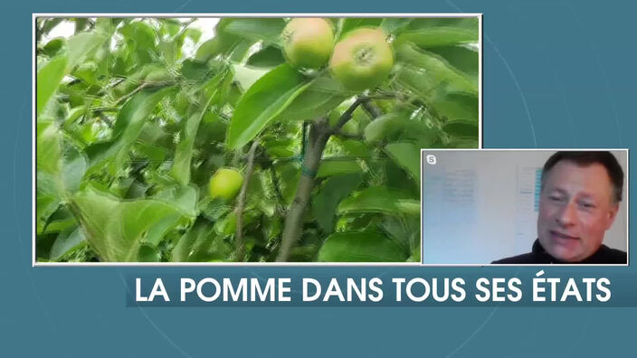 La pomme dans tous ses états