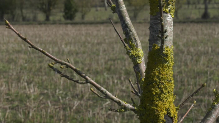 À la découverte de l'Agroforesterie