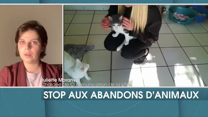 Stop aux abandons d’animaux