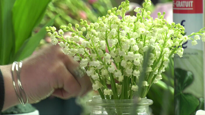 1er Mai : Le muguet en préparation chez les fleuristes