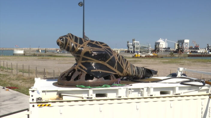 Un iguane s'installe à Calais