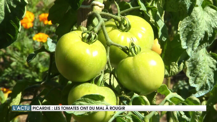 Picardie : Les tomates ont du mal à rougir !
