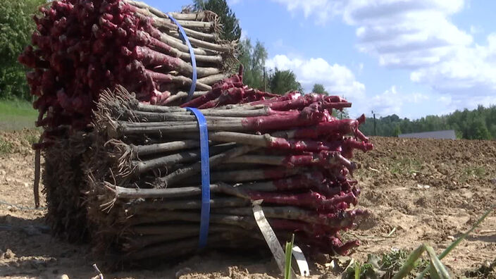 Des vignes plantés à Cavron-Saint-Martin !