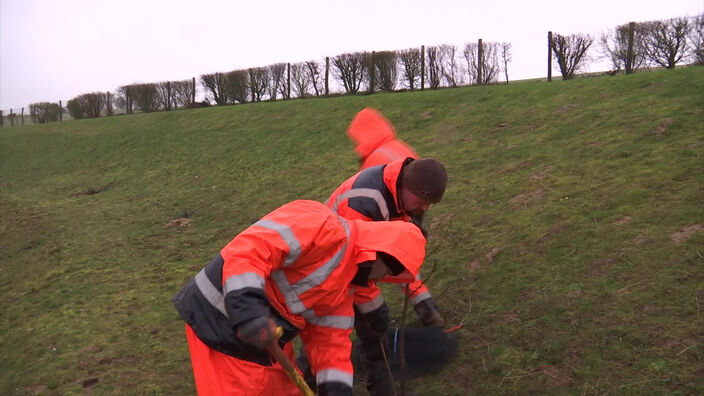 Calaisis : des plantations pour lutter contre l'érosion et le ruissellement des pluies