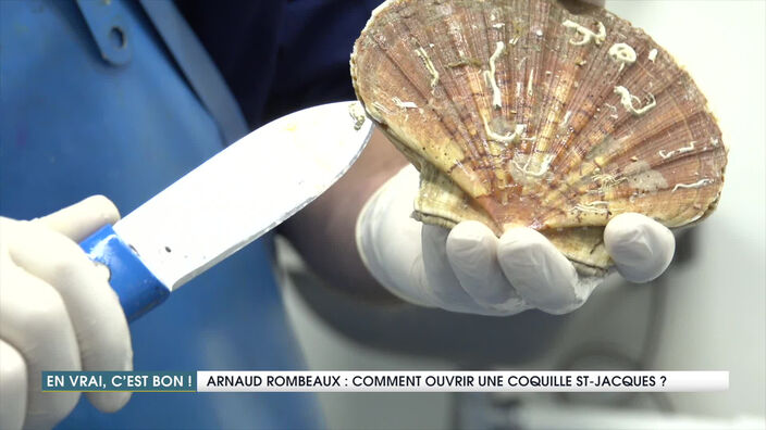 Comment ouvrir des coquilles Saint-Jacques ?