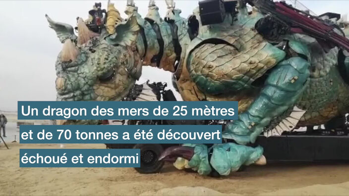 Un dragon s’est échoué ce jeudi matin sur la plage de Calais