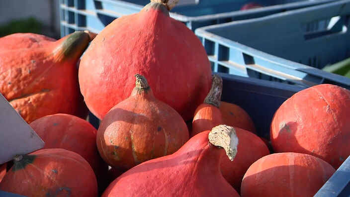 Marché d'automne : les légumes d'hiver ont la cote