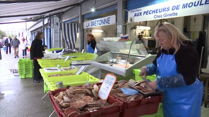 La saison de la Saint-Jacques est lancée 