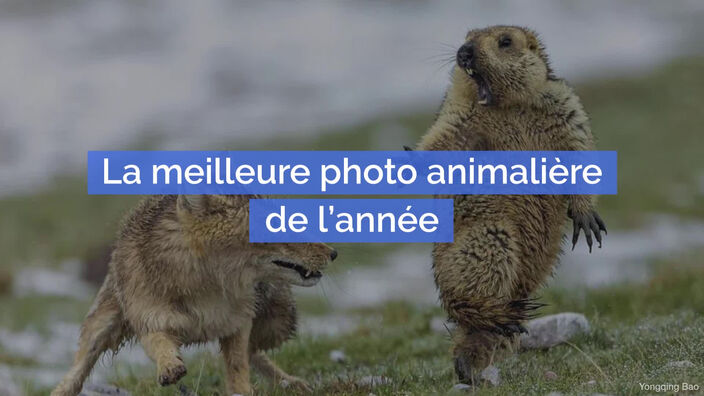 Et voici la meilleure photo animalière de l’année