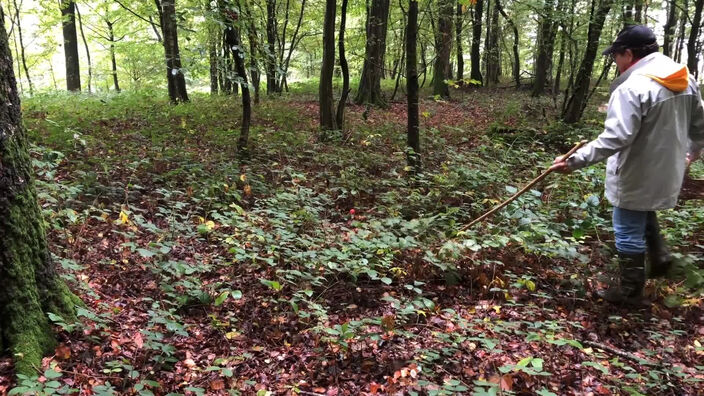 La saison des champignons est lancée !