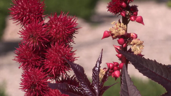 Fête des plantes : les bons conseils jardin !