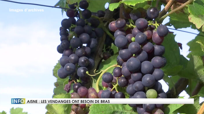 Aisne : Les vendanges ont besoin de bras